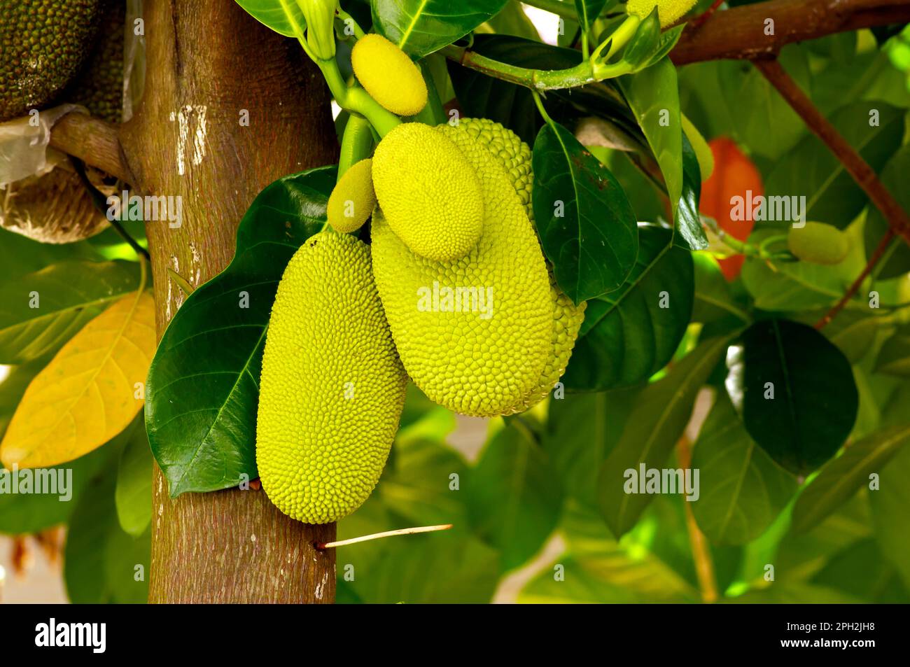 Große und kleine Jackfruits auf dem Stamm des Baumes Stockfoto