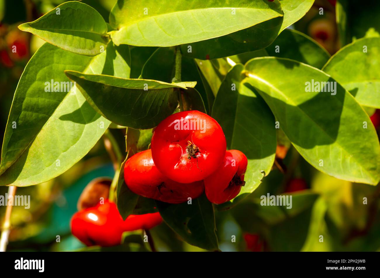 Rote Wasseräpfel Früchte (Syzygium aqueum) auf dem Baum, auch bekannt als Rosenäpfel oder wässrige Rosenäpfel Stockfoto