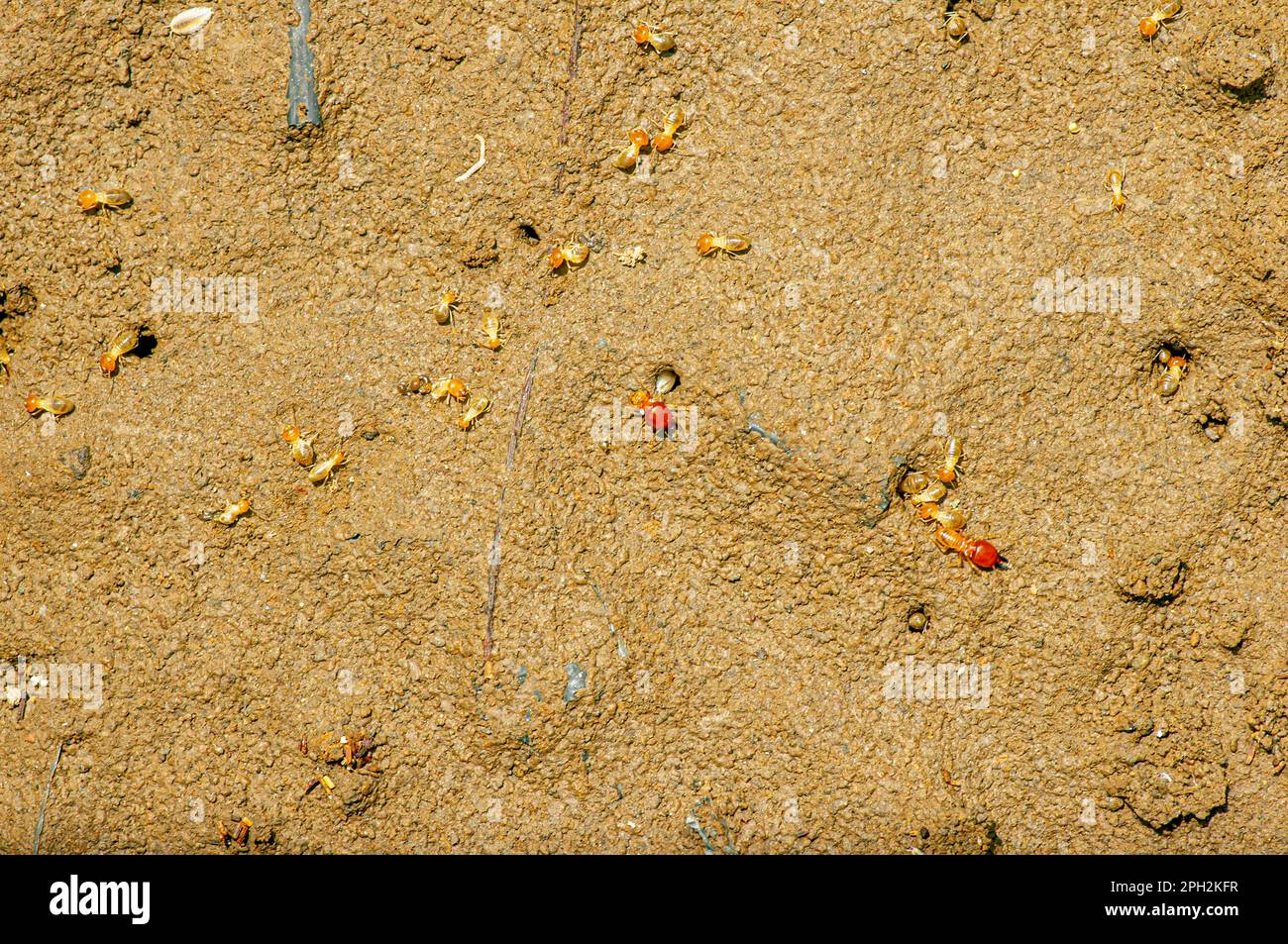 Gruppe der kleinen Termiten auf dem Boden. Wilde Tiertapeten. Stockfoto