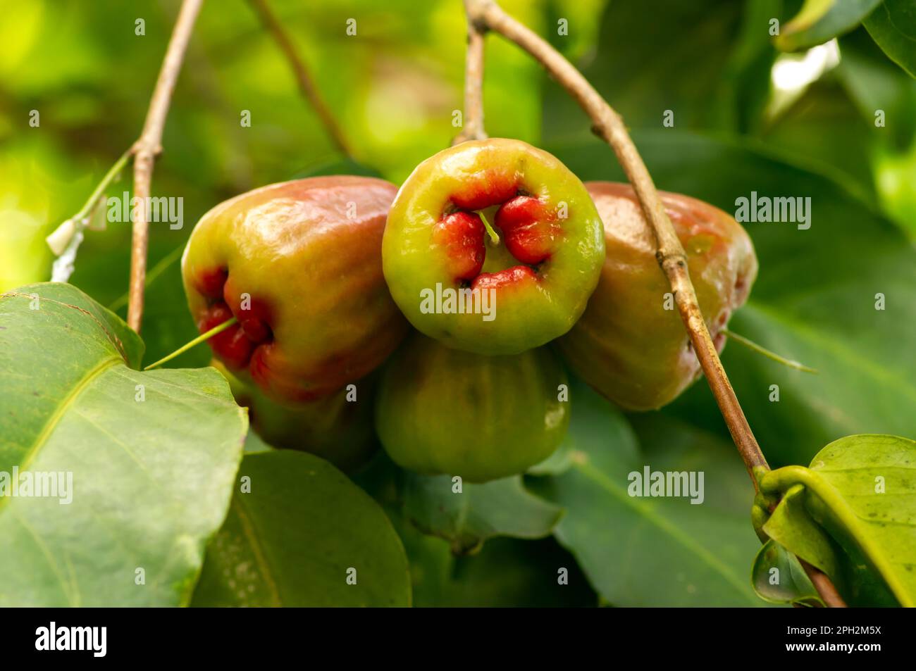 Rohe Wasseräpfel Früchte (Syzygium aqueum) auf dem Baum, auch bekannt als Rosenäpfel oder wässrige Rosenäpfel Stockfoto
