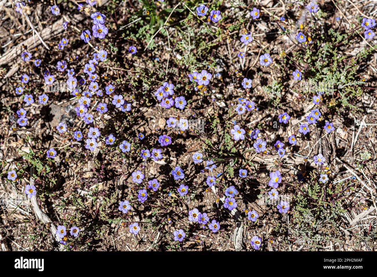 Mojave-Sternblume wächst im Joshua Tree-Nationalpark in Südkalifornien Stockfoto