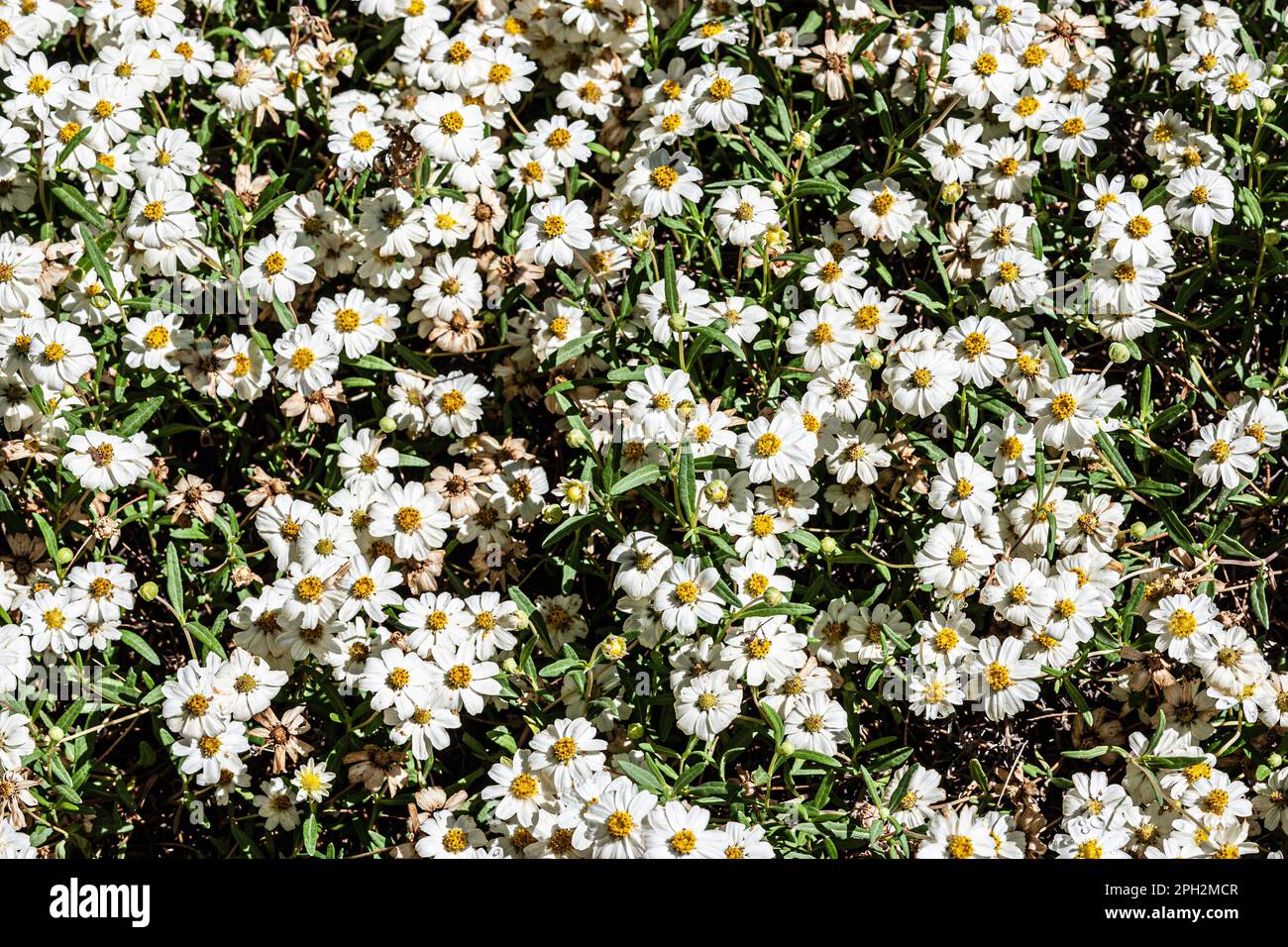 Die Blume Blackfoot Daisy wurde in der Mojave-Wüste in Südkalifornien gefunden Stockfoto