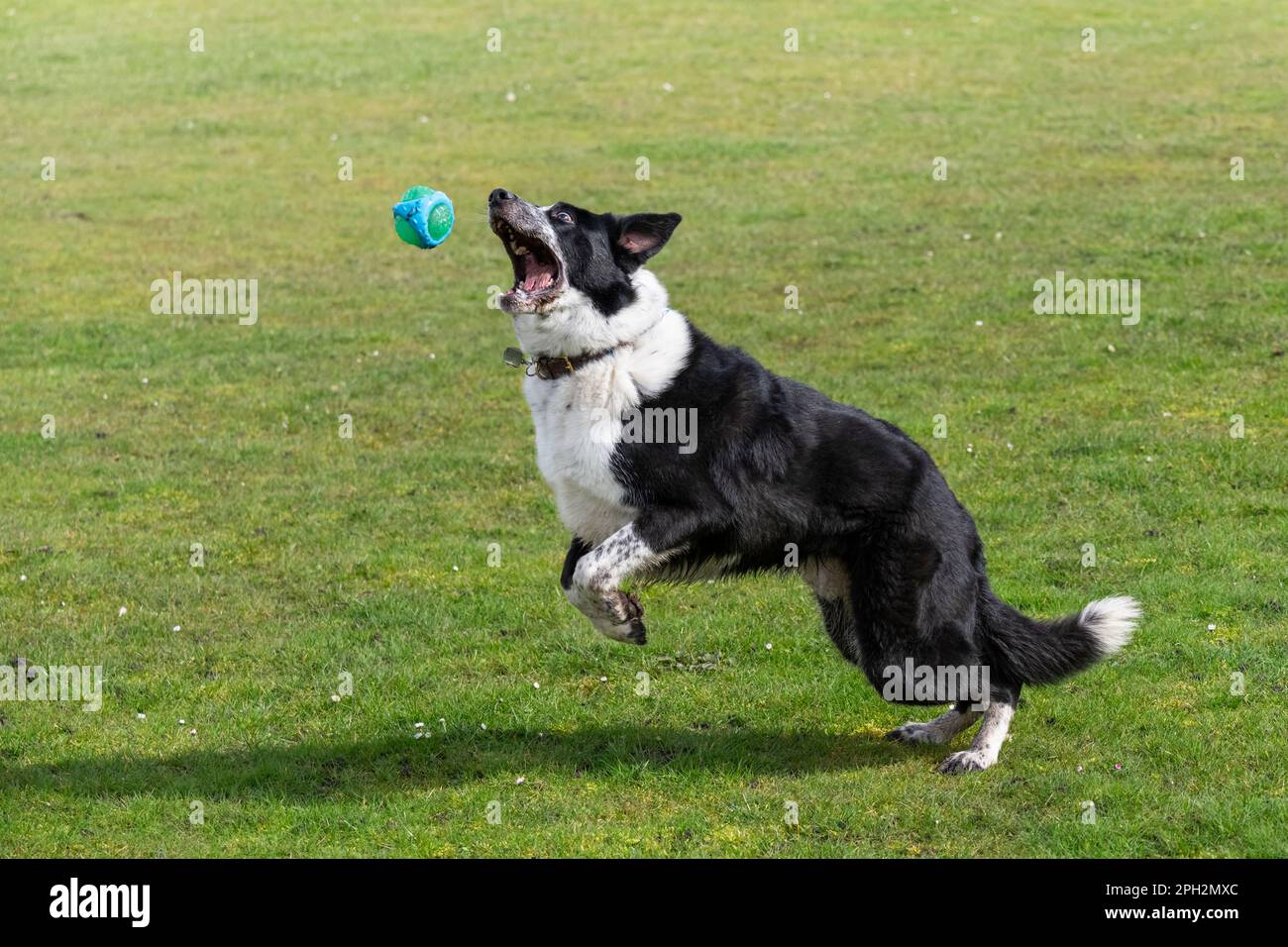 Black-and-White-Border-Collie springt draußen in der Frühlingssonne auf ein Feld. Stockfoto