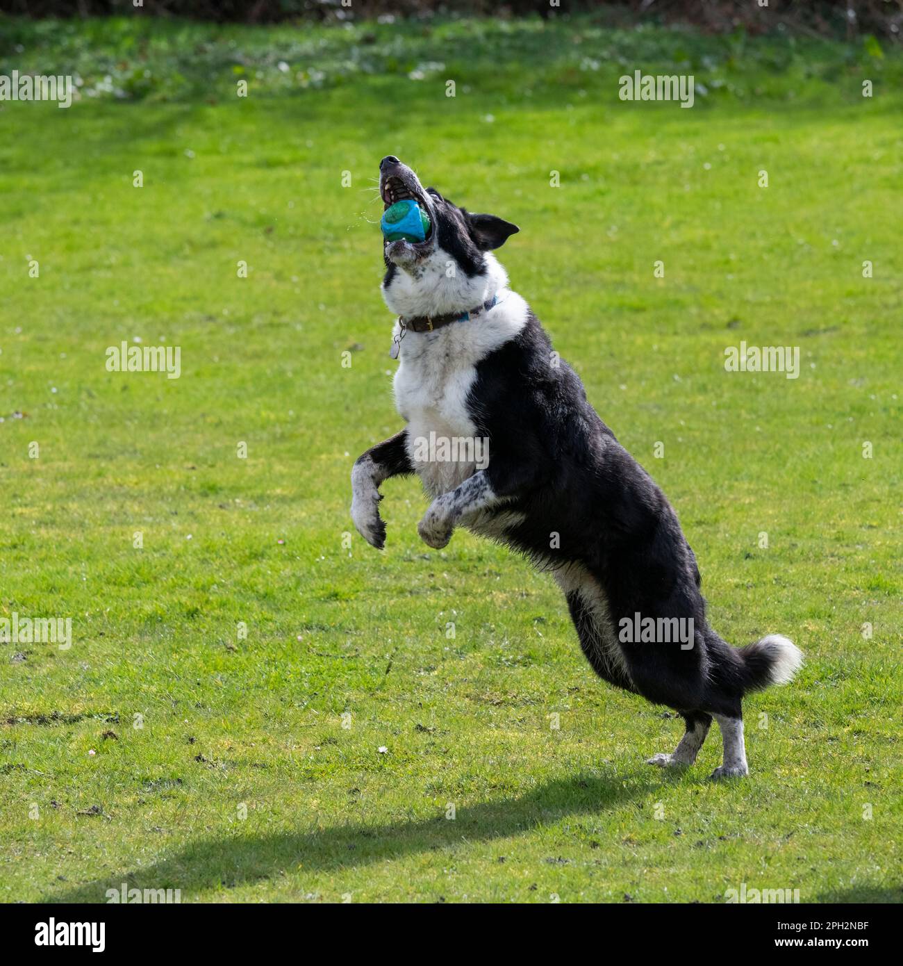 Black-and-White-Border-Collie springt draußen in der Frühlingssonne auf ein Feld. Stockfoto