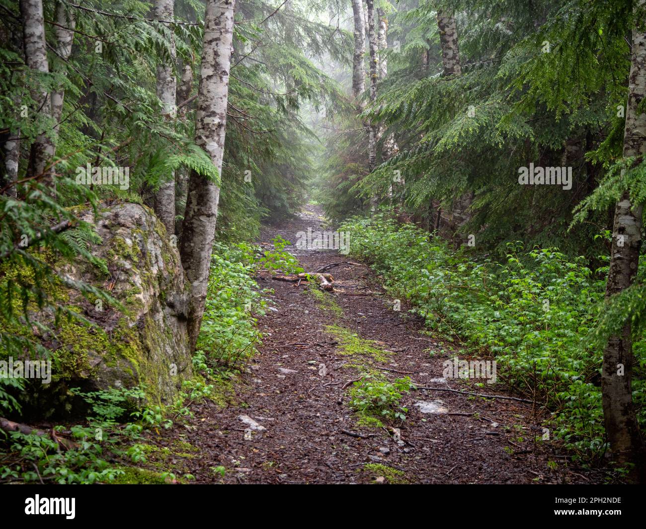 BC00720-00...BRITISH COLUMBIA - Alte Straße für Geländefahrräder in der Nähe von Elk Lake, auf der gegenüberliegenden Seite des Sees vom Sunshine Coast Trail. Stockfoto