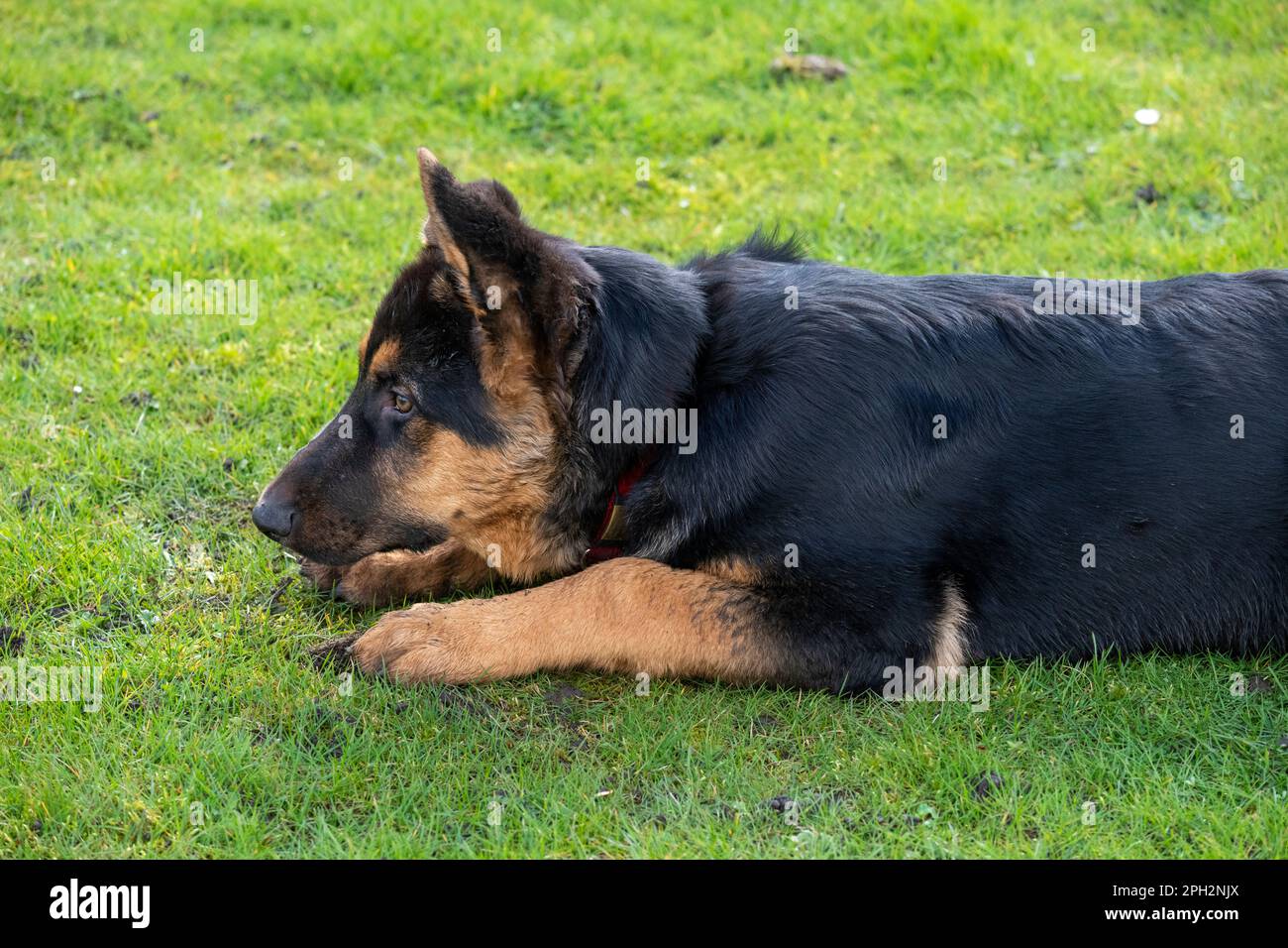 Deutscher Schäferhund mit schwarzem und braunem Pelz, der auf einem Feld im Freien liegt Stockfoto