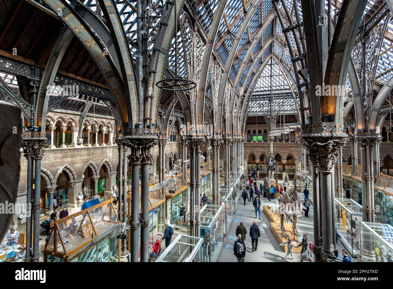 Innenseite des Oxford University Museum of Natural History, Oxford, Oxfordshire, Großbritannien, am 25. März 2023 Stockfoto
