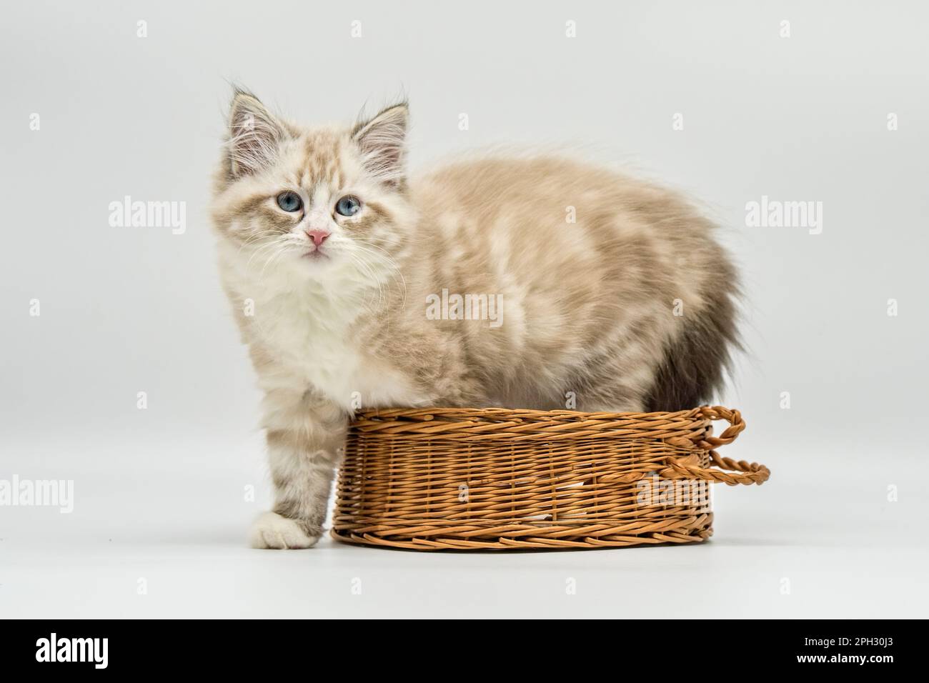 Neva maskiert Kätzchen auf weißem Hintergrund in einem Korb Stockfoto