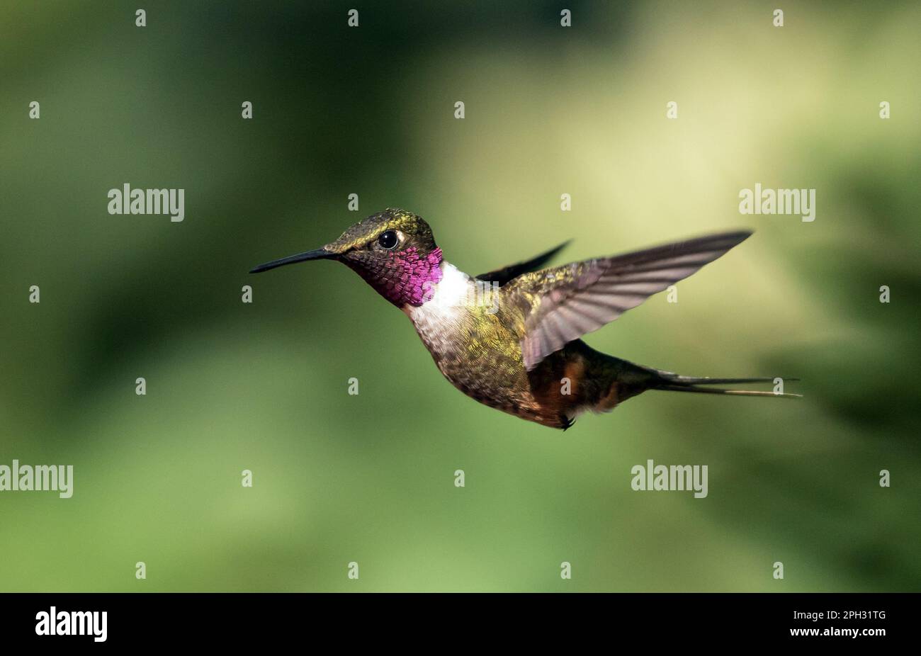 Nahaufnahme des winzigen Kolibri Magenta-throated Woodstar im Flug.Wissenschaftlicher Name ist Calliphlox bryantae. Hintergrund-Bokeh grün Stockfoto