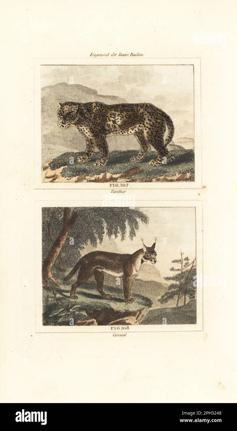 Leopard, Panthera pardus 107 und Caracal, Caracal Caracal 108. Handfarbene Kupferplatte mit Gravur nach Jacques de Seve aus James Smith Barrs Ausgabe von Comte Buffon's Natural History, A Theory of the Earth, General History of man, Brute Creation, Gemüse, Minerals, T. Gillet, H. D. Symonds, Paternoster Row, London, 1807. Stockfoto