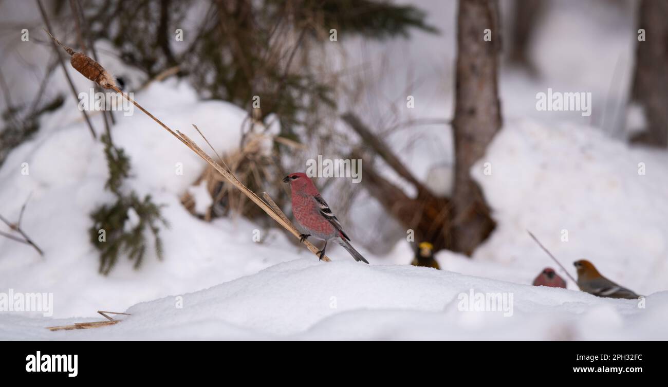 Kiefernschnabel, männlich, sitzt auf einem Kattail, während er auf dem Boden nach Samen jagt. Andere Vögel sind im Hintergrund. Winterszene in Minnesota. Stockfoto