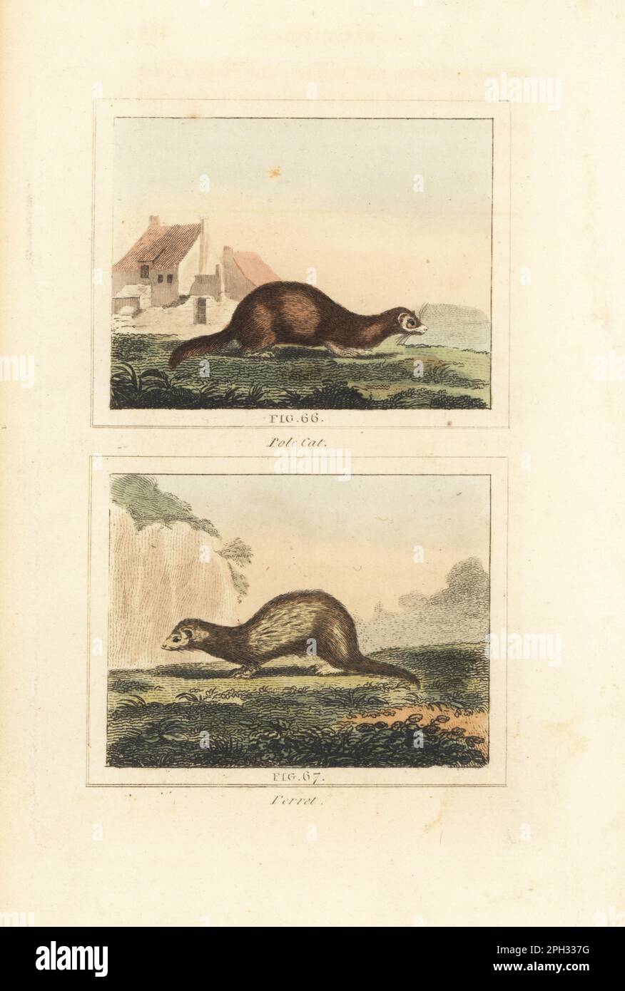 Europäischer Polecat, Mustela putorius 66, und Frettchen, Mustela furo 67. Handfarbene Kupferplatte mit Gravur nach Jacques de Seve aus James Smith Barrs Ausgabe von Comte Buffon's Natural History, A Theory of the Earth, General History of man, Brute Creation, Gemüse, Minerals, T. Gillet, H. D. Symonds, Paternoster Row, London, 1807. Stockfoto