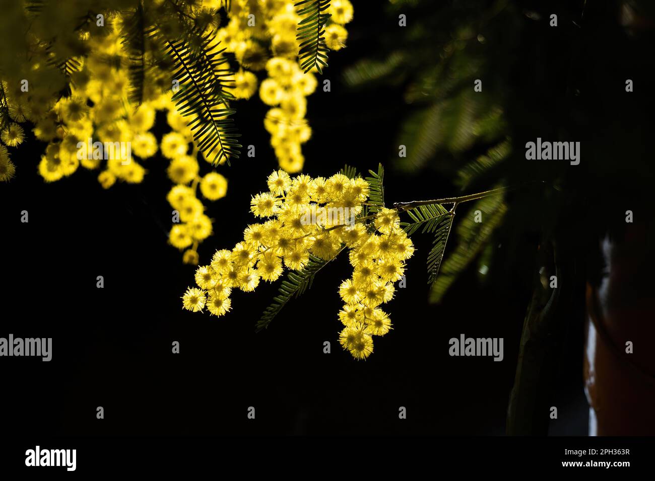 Blumen und Topfblumen von Mimosa, Acacia dealbata, Symbol des Frauentags, der am 8. März gefeiert wurde Stockfoto