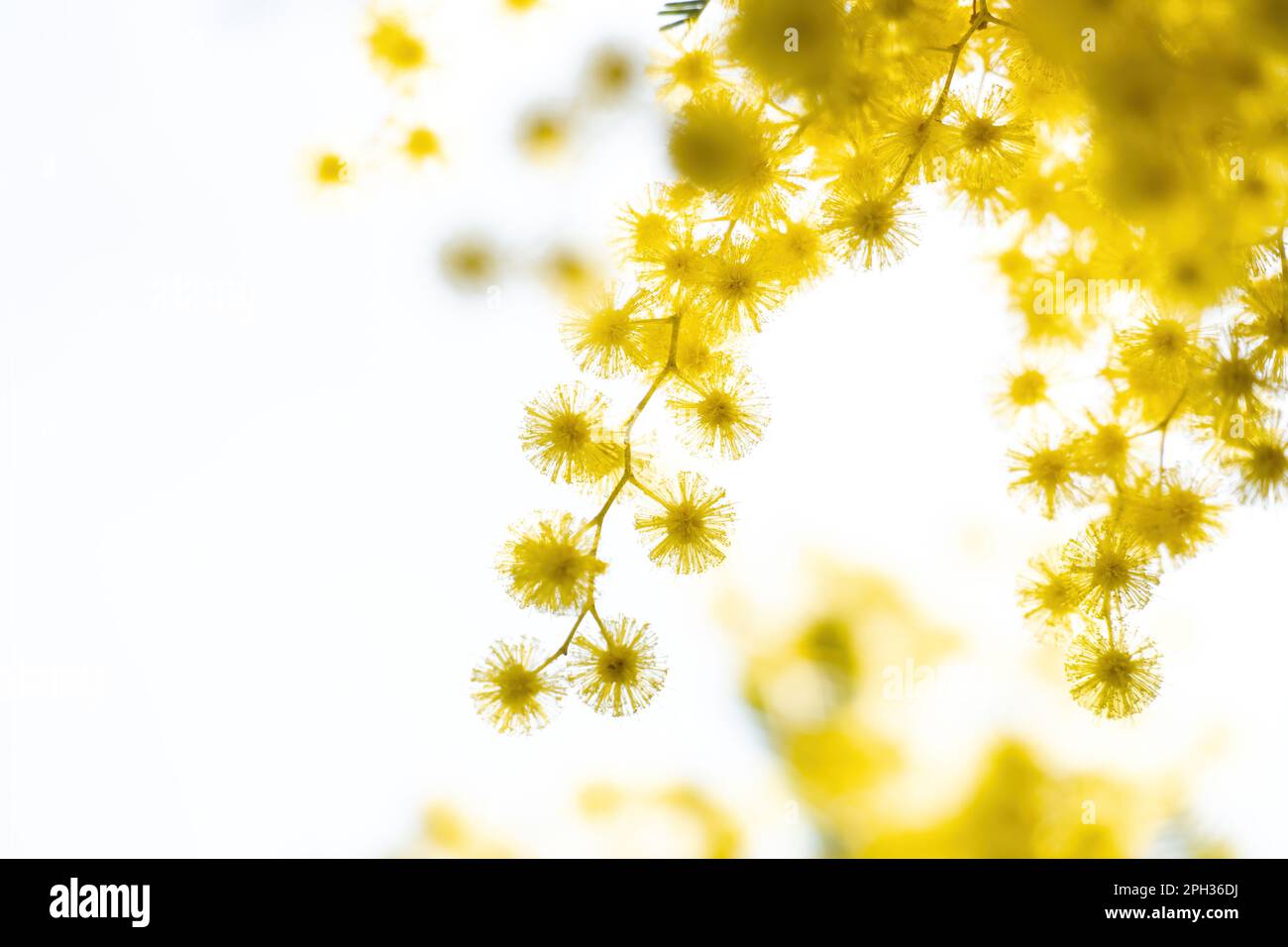 Blumen und Topfblumen von Mimosa, Acacia dealbata, Symbol des Frauentags, der am 8. März gefeiert wurde Stockfoto