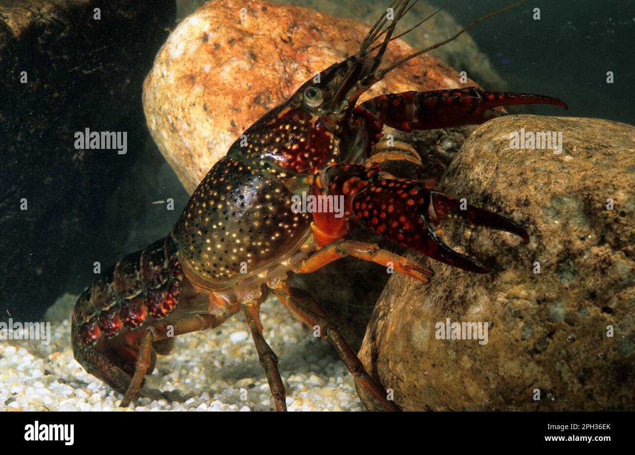 Gambero rosso della Louisiana – Procambarus clarkii. Ecrevisse de Louisiane, Louisiana Flusskrebse, Roter Hummer (Ang) Stockfoto