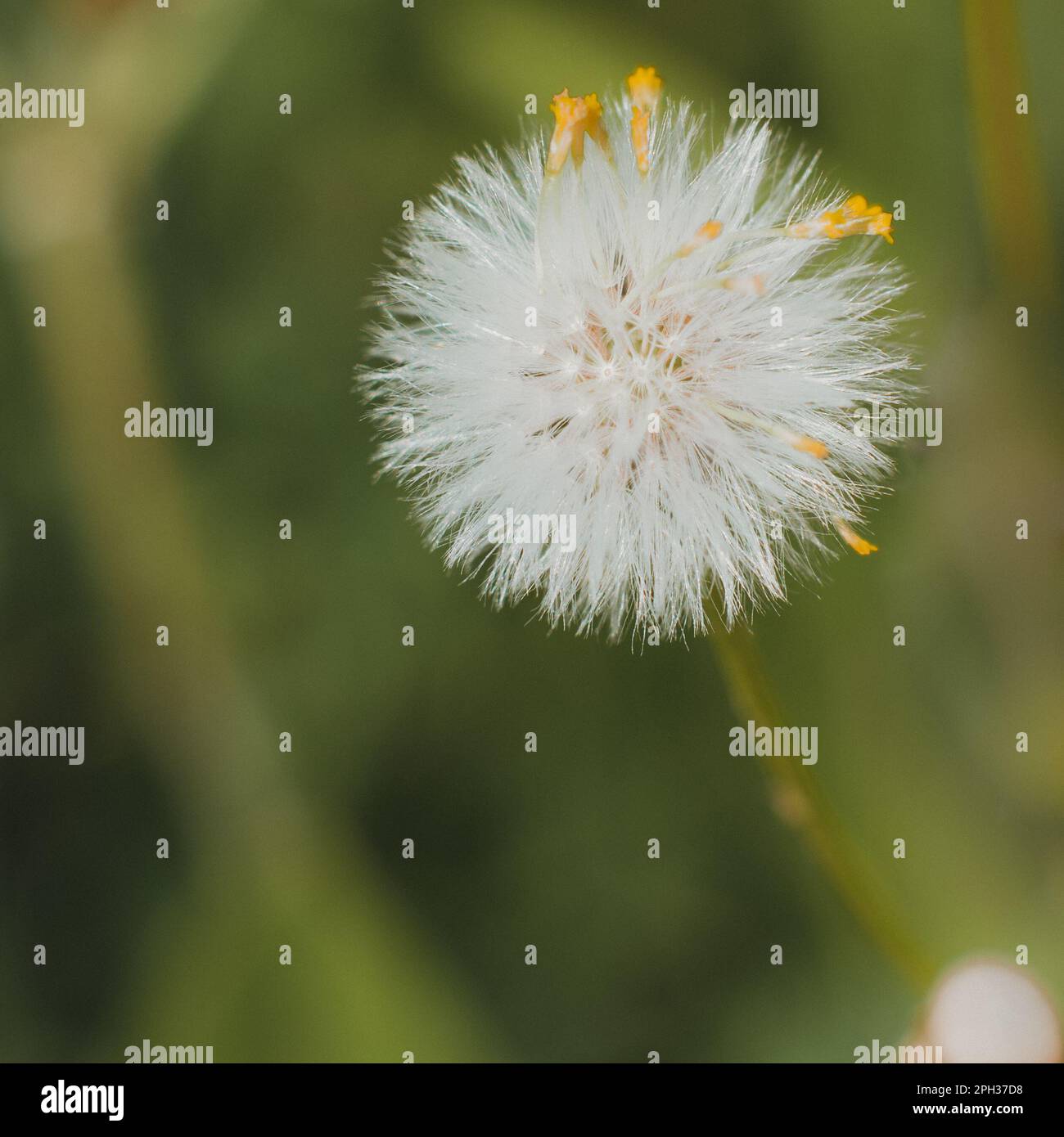 Weiße und gelbe flauschige Löwenzahnblume Stockfoto