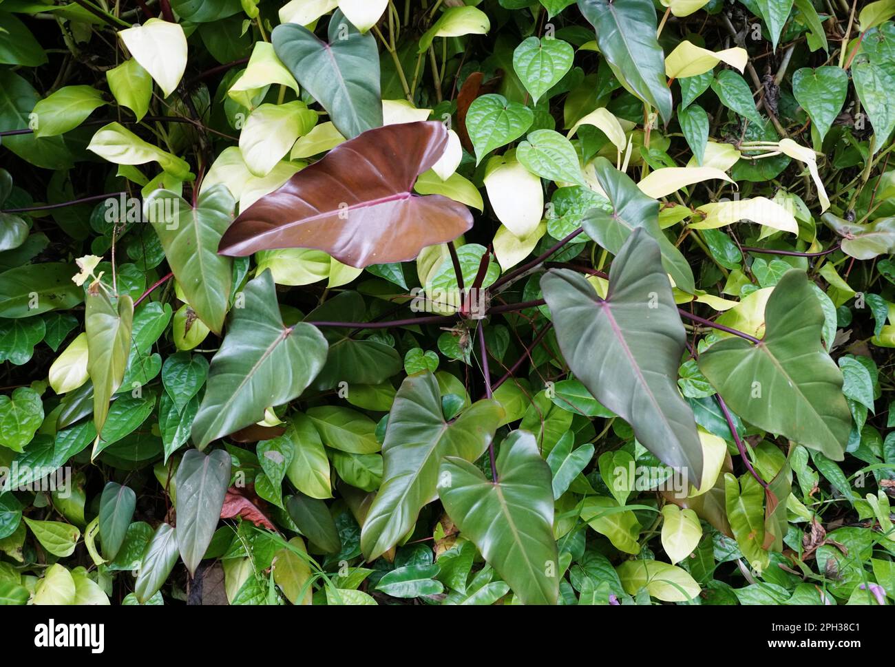 philodendron hamburg Philodendron sp. 'Birkin' & 'White Measure main image 1