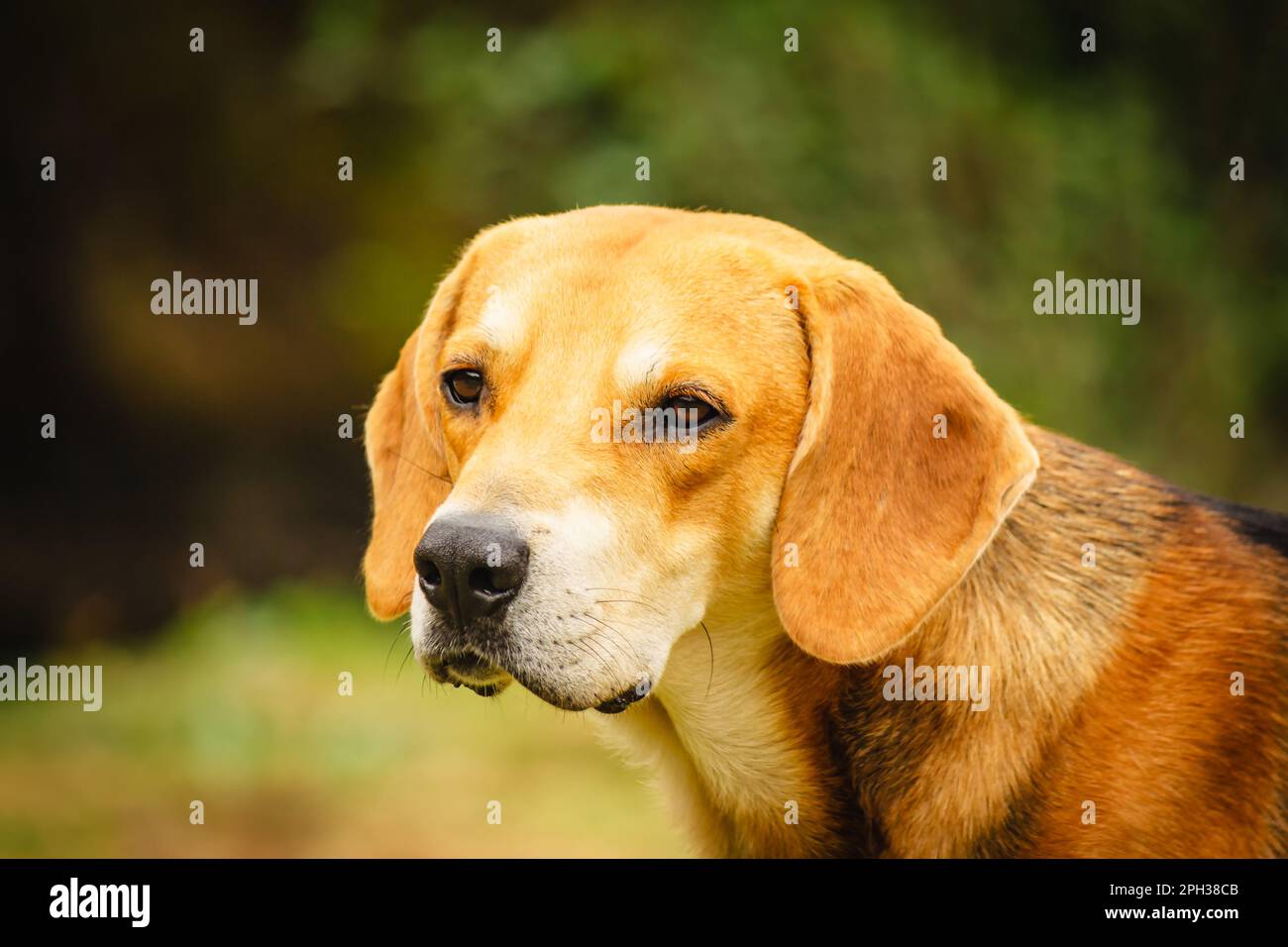 Ein obdachloser Hund beobachtet genau, was um ihn herum passiert Stockfoto