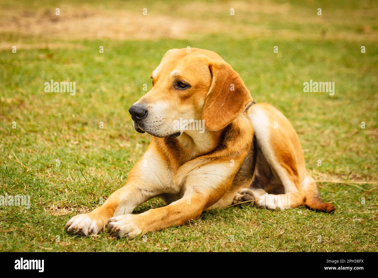 Ein obdachloser Hund beobachtet genau, was um ihn herum passiert Stockfoto