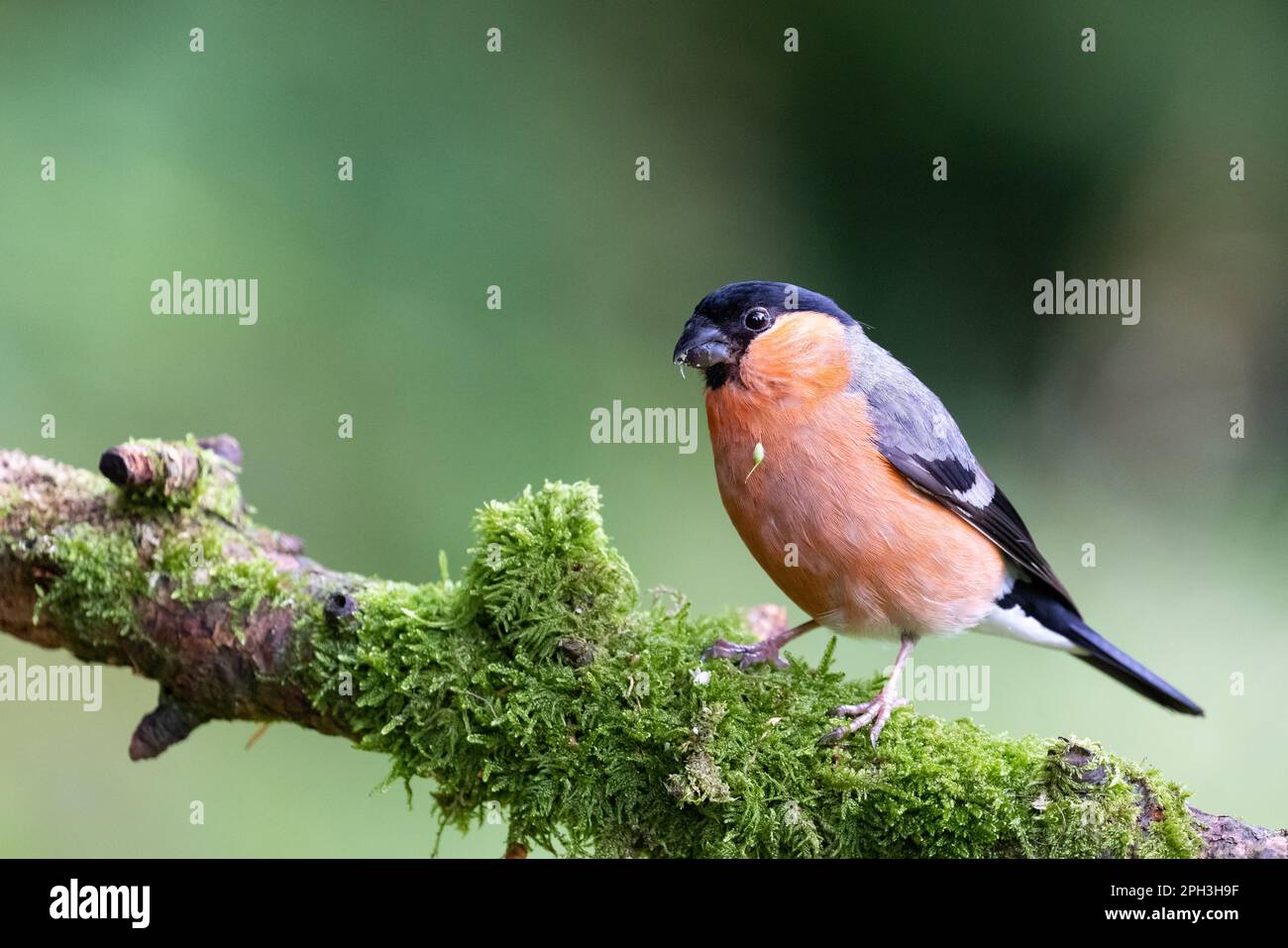 Eurasian Bullfinch (Pyrrhula pyrrhula) auf mossem Baumstamm Stockfoto