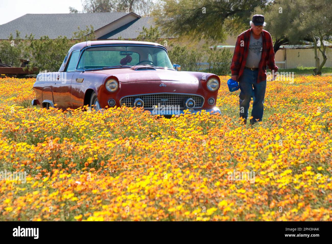 Rocky Hilton's 3 Morgen Land auf den Brown & Meridian Road, Apache Junction, Arizona Stockfoto