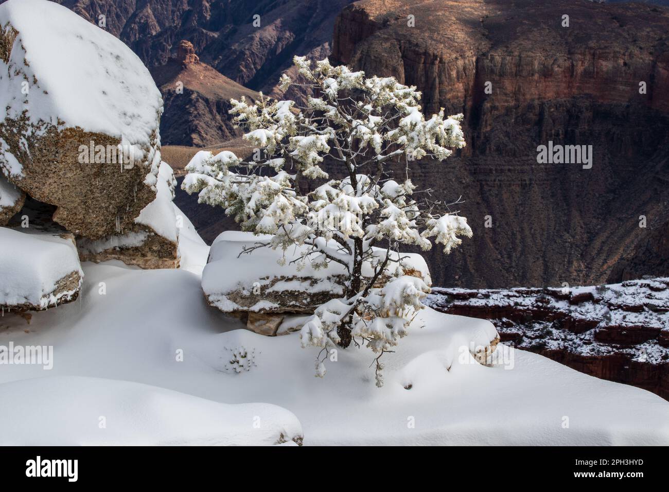 Bäume und Felsbrocken, die mit Schnee und Eiszapfen bedeckt sind, auf einer Felssäule am Südrand des Grand Canyon. Die Klippe des Nordrandes im Hintergrund. Stockfoto