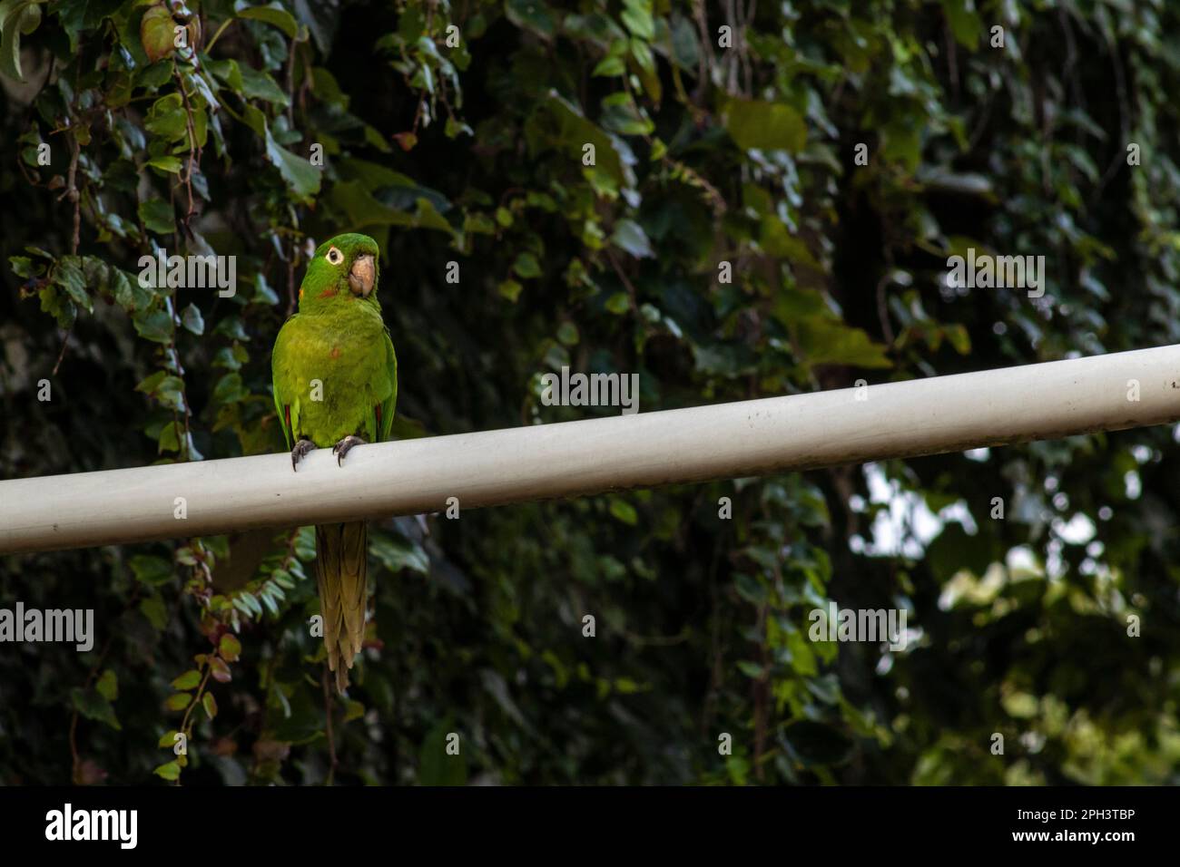 Maritacas oder brasilianische Papageien landeten in einem Garten eines Landhauses in Brasilien Stockfoto