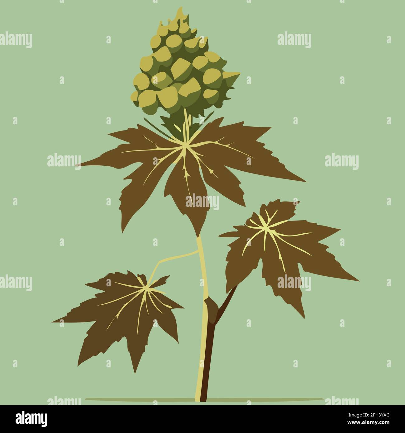 Rizinusbohnen-Angiosperm-Pflanze der Art Ricinus communis mit minimalistischer Vektordarstellung von Blättern und Früchten Stock Vektor