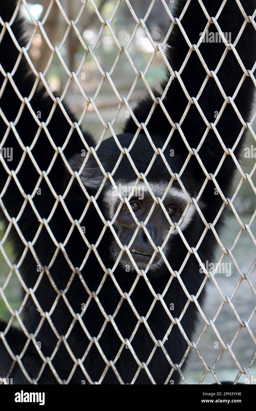 Ein trauriger Gibbon ist in einem Käfig eingeschlossen. Stockfoto