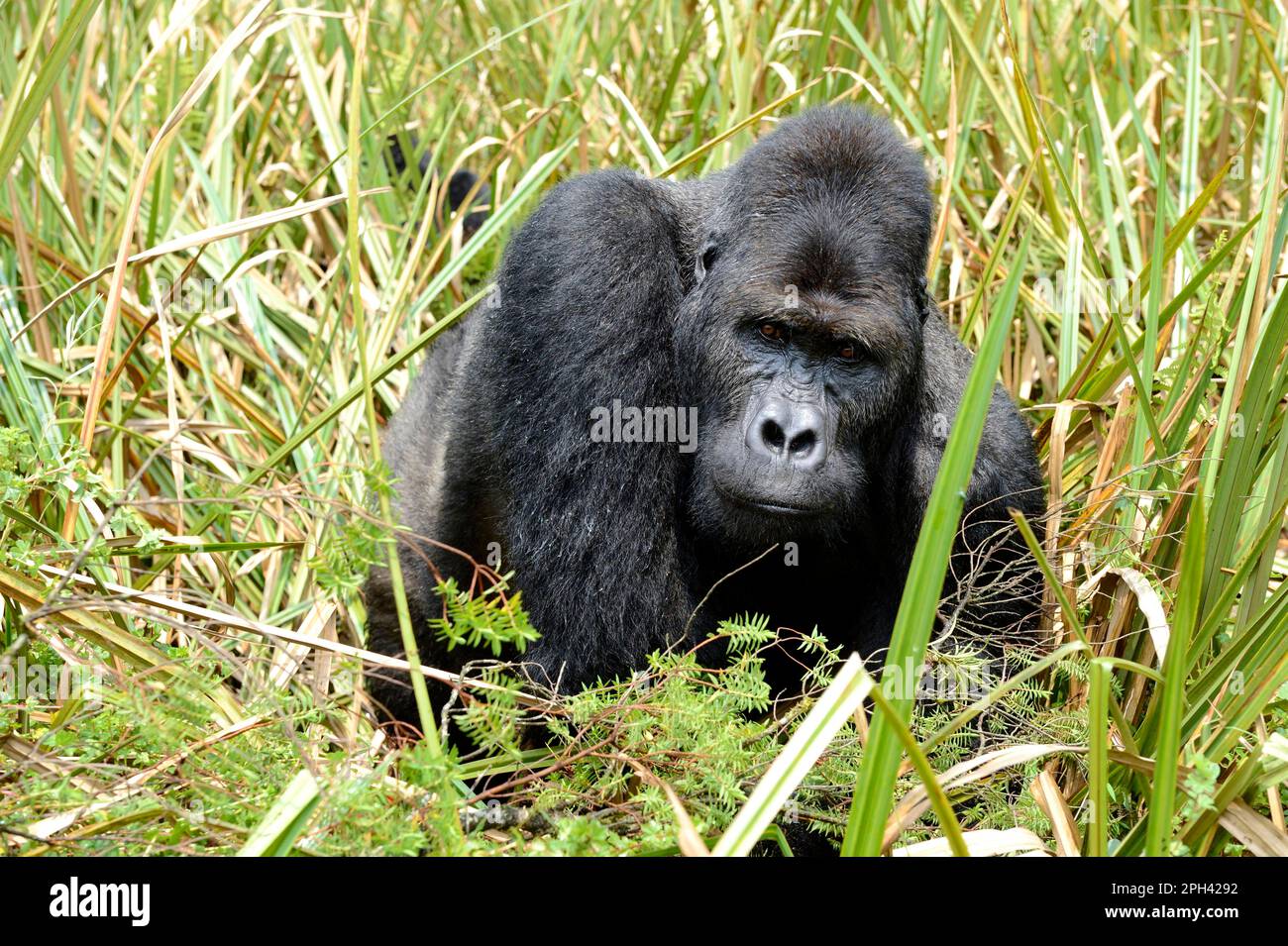 Östlicher Tiefland-Gorilla, östliche Tiefland-Gorillas (Gorilla beringei graueri), östliche Tiefland-Gorillas, grauer Gorilla, graue Gorillas, Affen Stockfoto