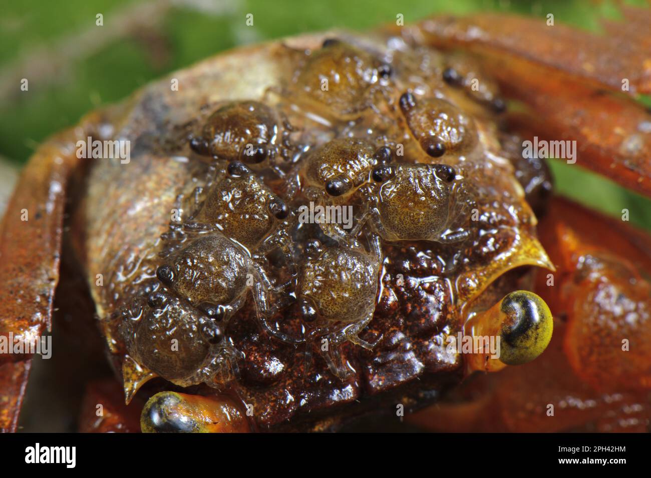 Mandarinen-Krabbe (Geosesarma notophorum), weiblich, ausgewachsen, mit Jungfischen auf Panzer, Pulau Lingga (Lingga-Inseln), Provinz Riau, Sumatra Stockfoto