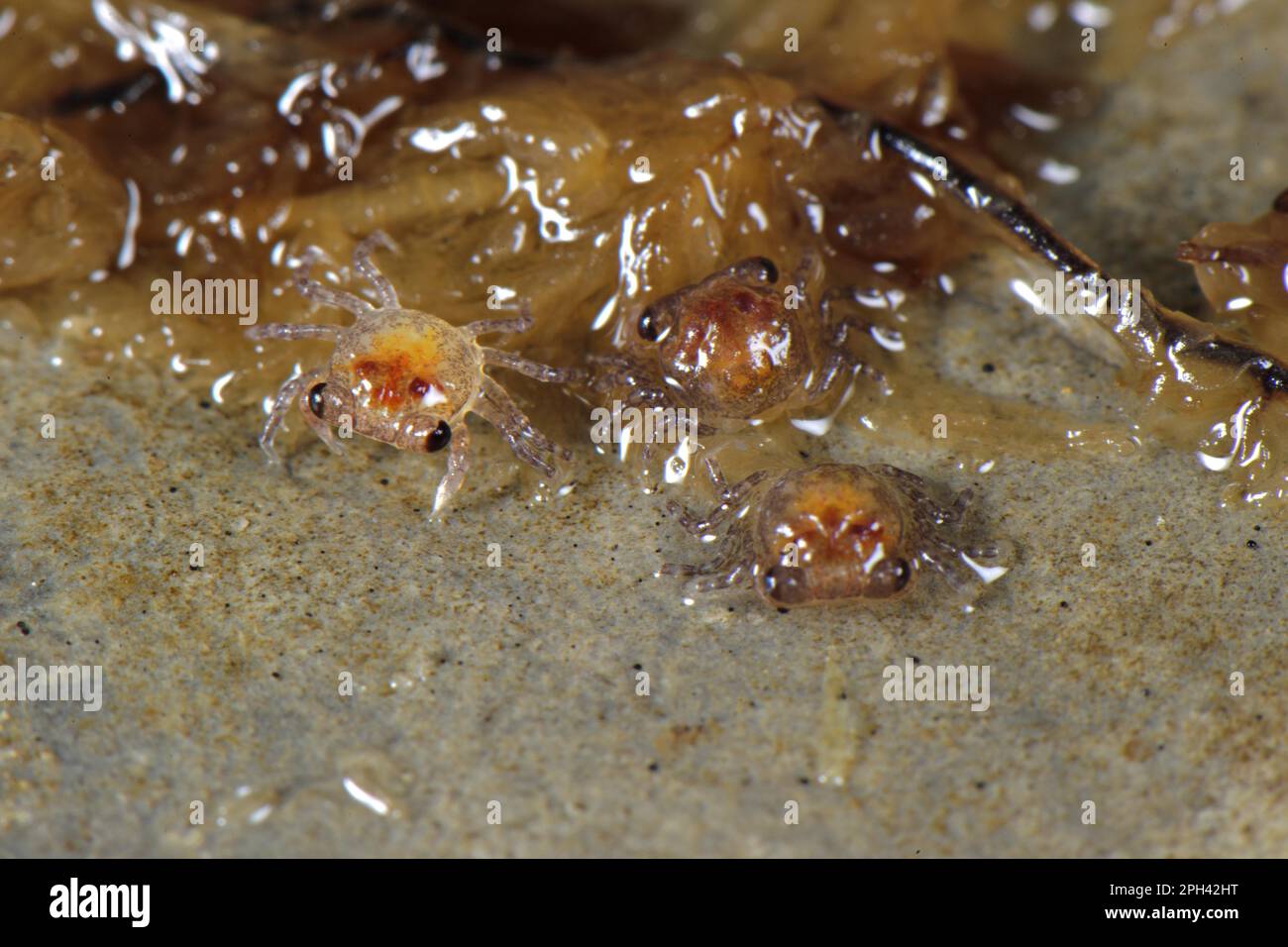 Mandarinenkrabbe (Geosesarma notophorum), frisch geschlüpfte Jungfische, Pulau Lingga (Lingga-Inseln), Provinz Riau, Sumatra, Indonesien Stockfoto