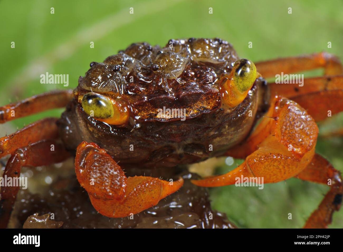 Mandarinen-Krabbe (Geosesarma notophorum), weiblich, ausgewachsen, mit Jungfischen auf Panzer, Pulau Lingga (Lingga-Inseln), Provinz Riau, Sumatra Stockfoto