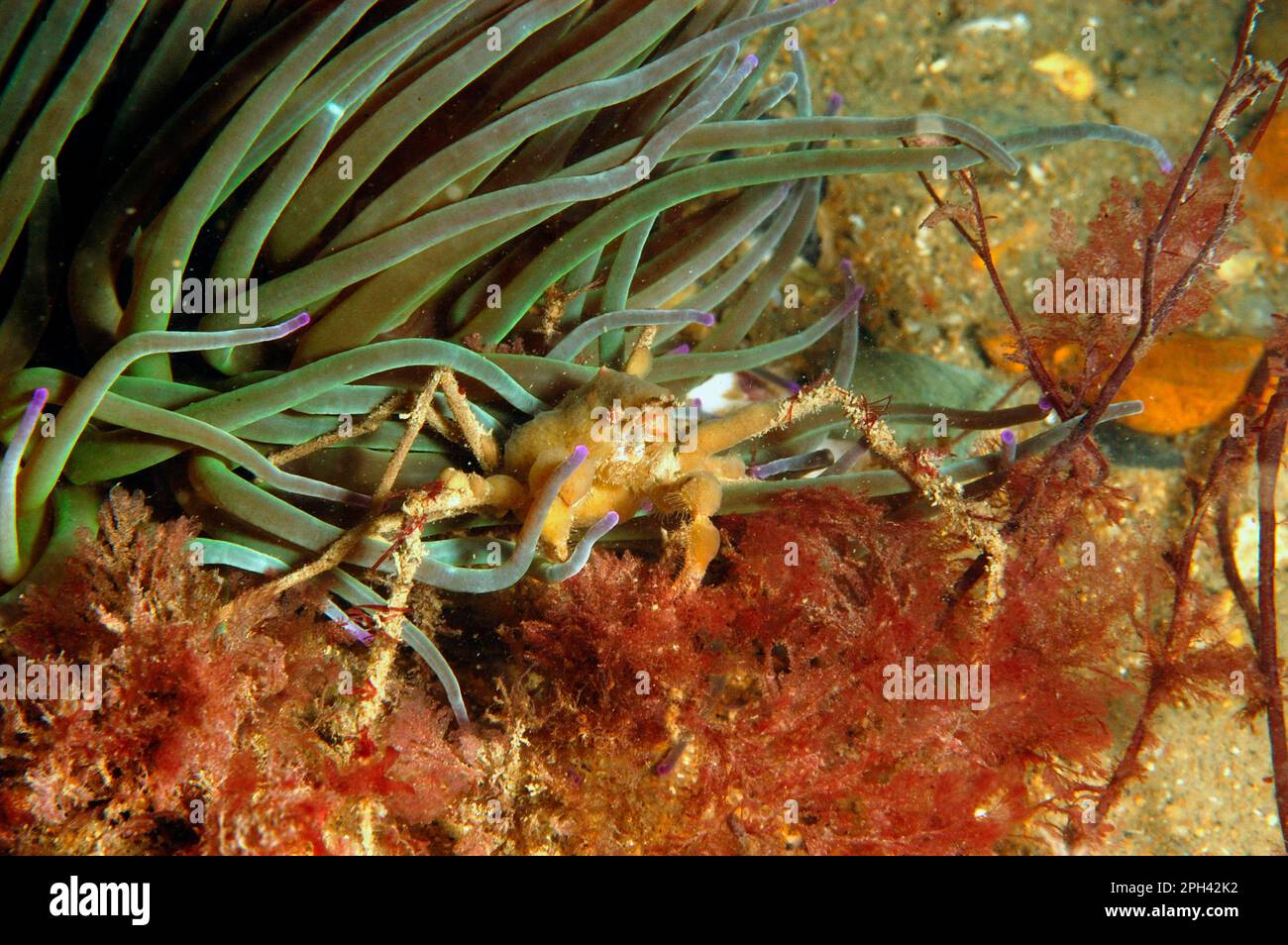 Seespinne (Inachus phalangium), ausgewachsen, neben Opelet Anemone (Anemonia viridis), Swanage Pier, Dorset, England, Vereinigtes Königreich Stockfoto