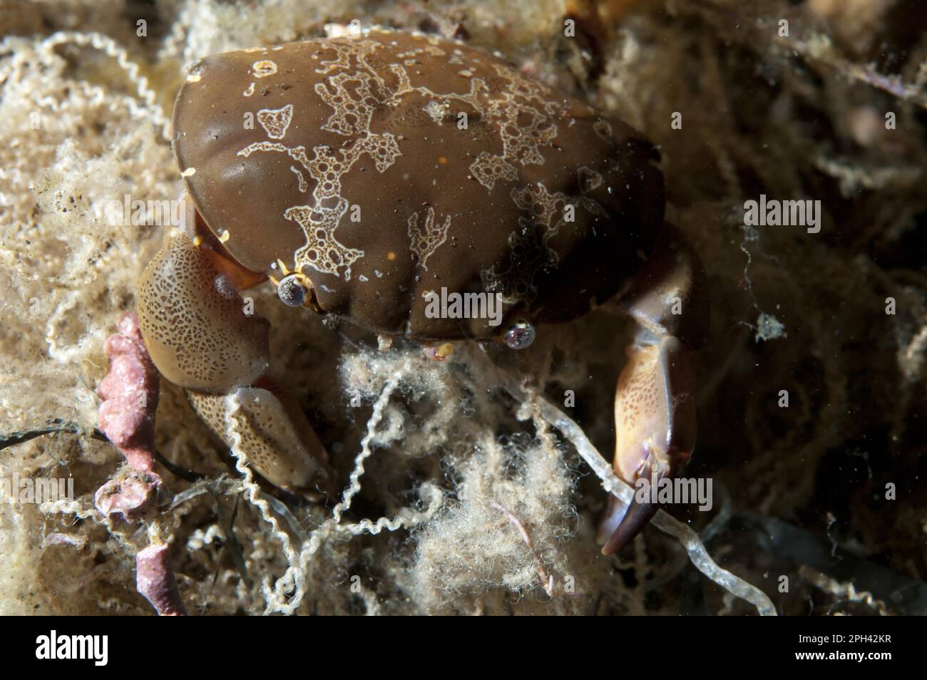 Floral Egg Crab (Atergatis floridus), ausgewachsen, in Schnur verstrickt, Seraya, Bali, Lesser Sunda-Inseln, Indonesien Stockfoto