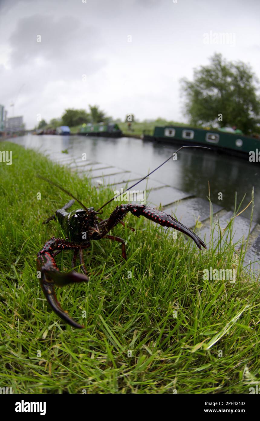 Louisiana Crayfish (Procambarus clarkii) führte invasive Arten ein, Erwachsene, am Kanalufer, Regent's Canal, London, England, Vereinigtes Königreich Stockfoto