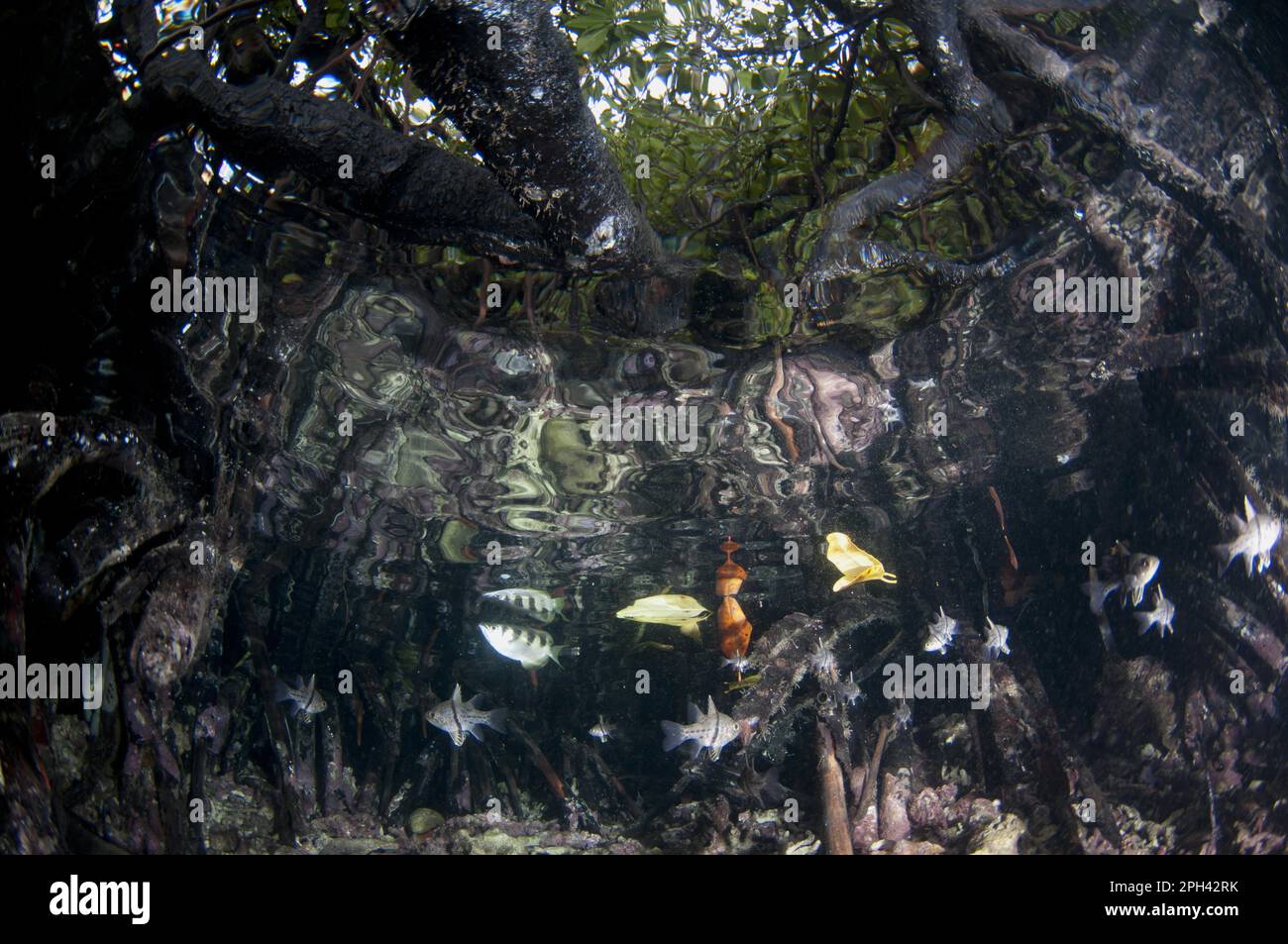 Bänder-Archerfisch (Toxotes-Jakulator) und orbiculare Orbiculare-Kardinalfische (Sphaeramia orbicularis) Erwachsene, schwimmen zwischen Mangrovenwurzeln, West Stockfoto