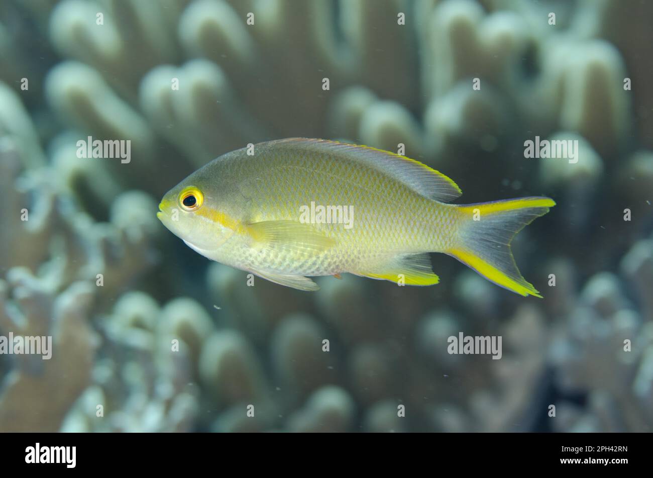 Flaggenfisch, Threadfin-Anthias (Pseudanthias huchtii), Seebarsch, andere Tiere, Fische, Tiere, Threadfin Anthias, weiblich, schwimmend, Tanjung Muara Stockfoto