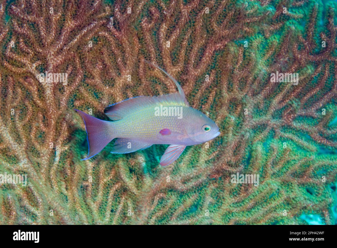 Flaggenfisch, Threadfin-Anthias (Pseudanthias huchtii), Seeteufel, andere Tiere, Fische, Tiere, Threadfin Anthias unreifer Mann, schwimmt neben Korallen Stockfoto