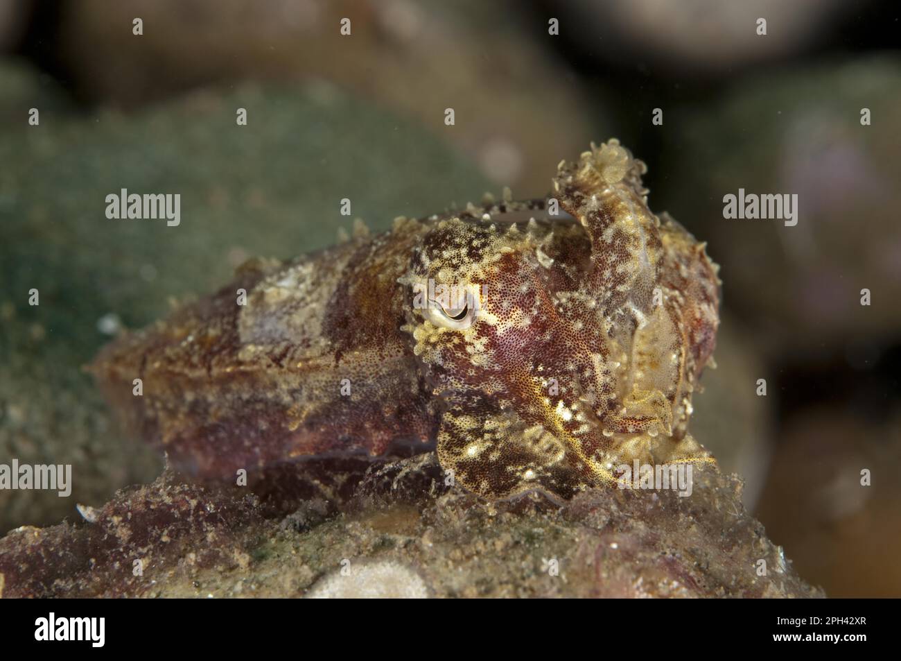 Tintenfische, Tintenfische, Tintenfischnadeln (Sepia aculeata), Sepias, andere Tiere, Kopffüßer, Tiere, Weichtiere, Needle Cuttlefish adulte Tiere, Ambon Stockfoto