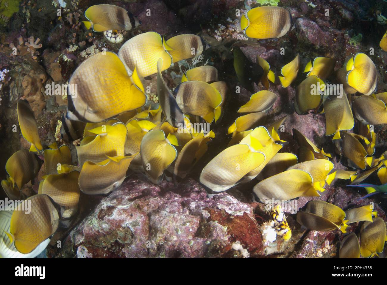 Kleine Butterflyfish (Chaetodon kleinii) Erwachsene, schäbige Fütterung von Indo-Pacific Sergeant (Abudefduf vaigiensis) Haupteiern, LembritStraits, Sulawesi Stockfoto