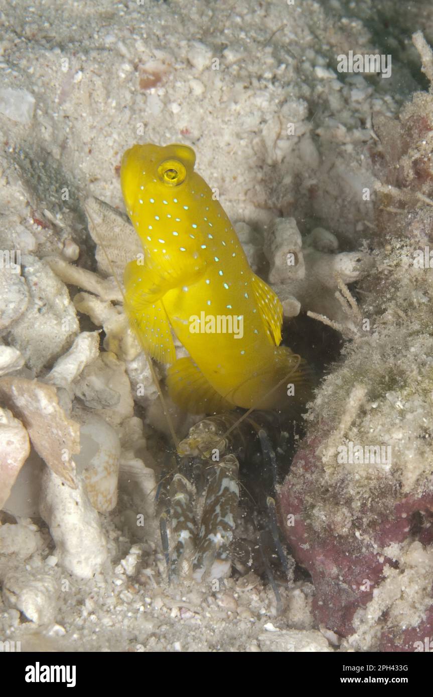 Gelbe Zitrone Watchman Goby, Gelbe Symbiose Goby, Gelbe Zitrone Watchman Goby, Gelbe Symbiose Goby, Andere Tiere, Fische, Tiere, Gobies, Gelb Stockfoto