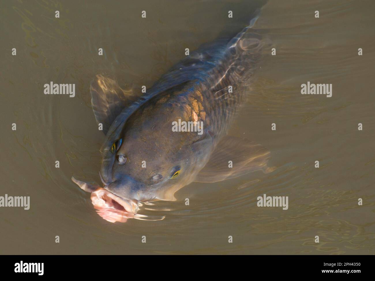 Karpfen (Cyprinus carpio), Erwachsene, Fütterung an der Wasseroberfläche im Sumpfgebiet, Naturpark S'Albufera De Mallorca, Muro und Sa Pobla, Mallorca Stockfoto