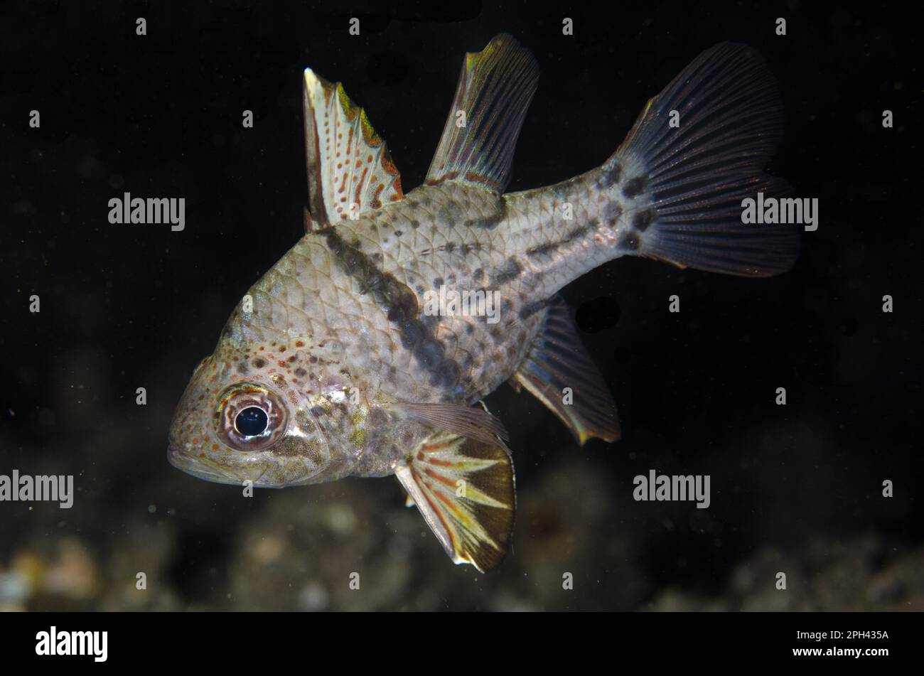 Orbicular cardinalfish (Sphaeramia orbicularis), ausgewachsener Fisch, bei Nacht schwimmen, Meerenge von Lempriv, Sulawesi, Großraum Sunda-Inseln, Indonesien Stockfoto