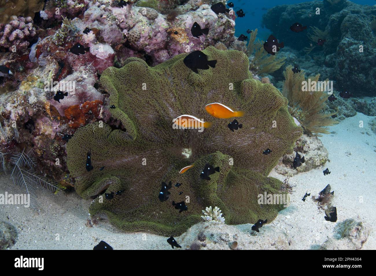 Orangenskunk-Clownfisch (Amphiprion Sandaracinos) und Threespot Dascyllus (Dascyllus trimaculatus), schwimmen neben dem herrlichen Meer Stockfoto