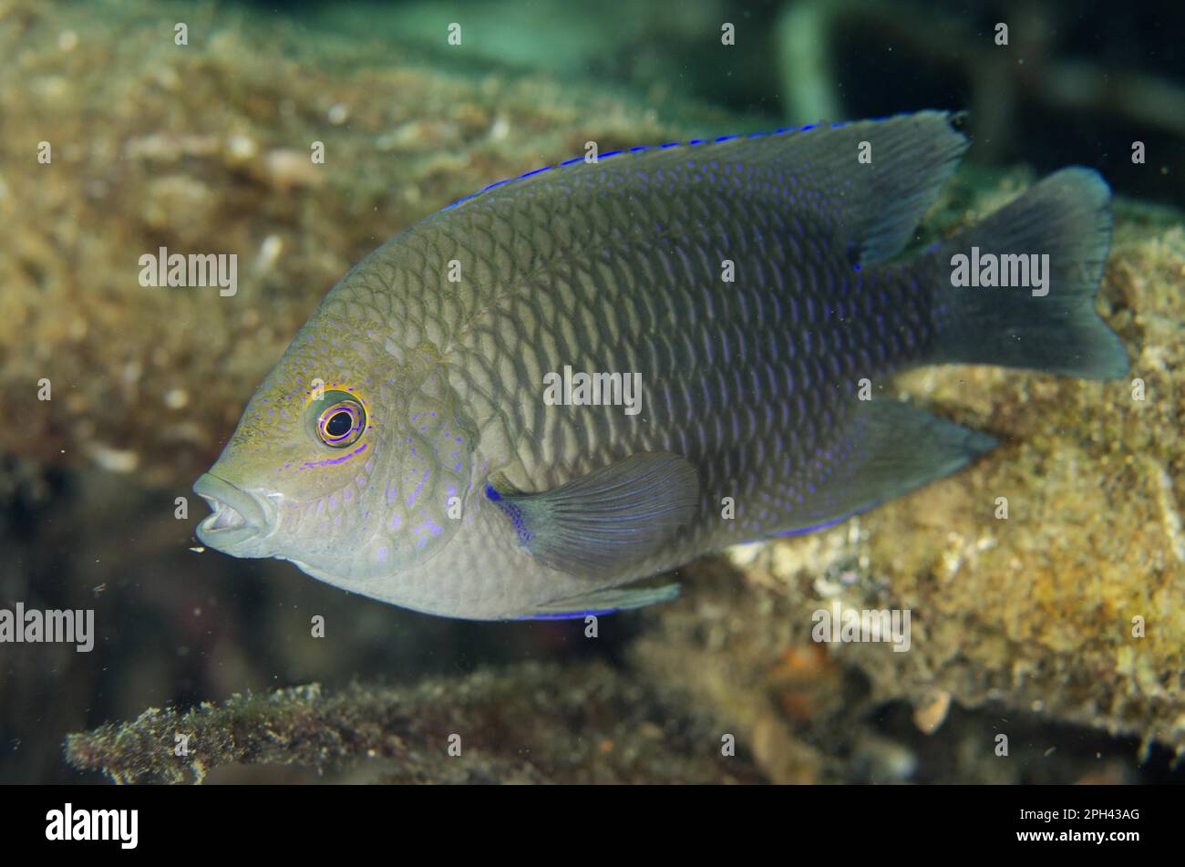 Ambon Damselfish (Pomacentrus amboinensis), Erwachsener, Schwimmen, Lembritstraße, Sulawesi, Großraum Sunda-Inseln, Indonesien Stockfoto