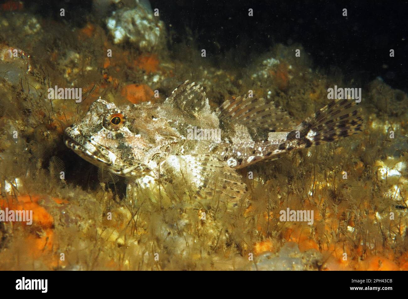 Bullenbrut (Myoxocephalus scorpius), Skorpionen, andere Tiere, Fische, Tiere, Bullhead, Vater Lasher Erwachsener, Bournemouth, Dorset, England, Vereint Stockfoto