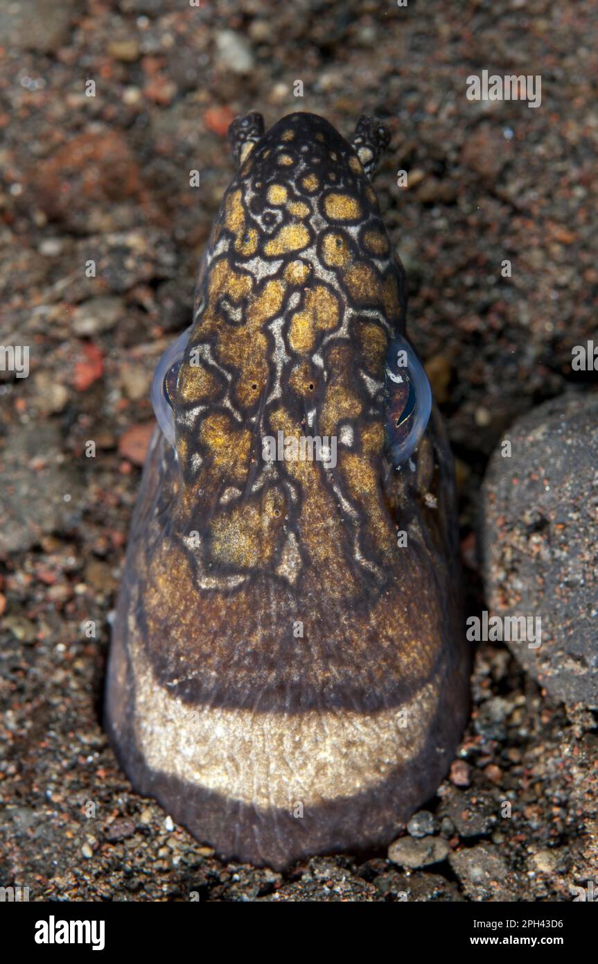 Ausgewachsener napoleon-Schlangenaal (Ophichthus bonaparti), Nahaufnahme des Kopfes, am Eingang der Grabstätte im Sand, Seraya, Bali, kleine Sunda-Inseln Stockfoto