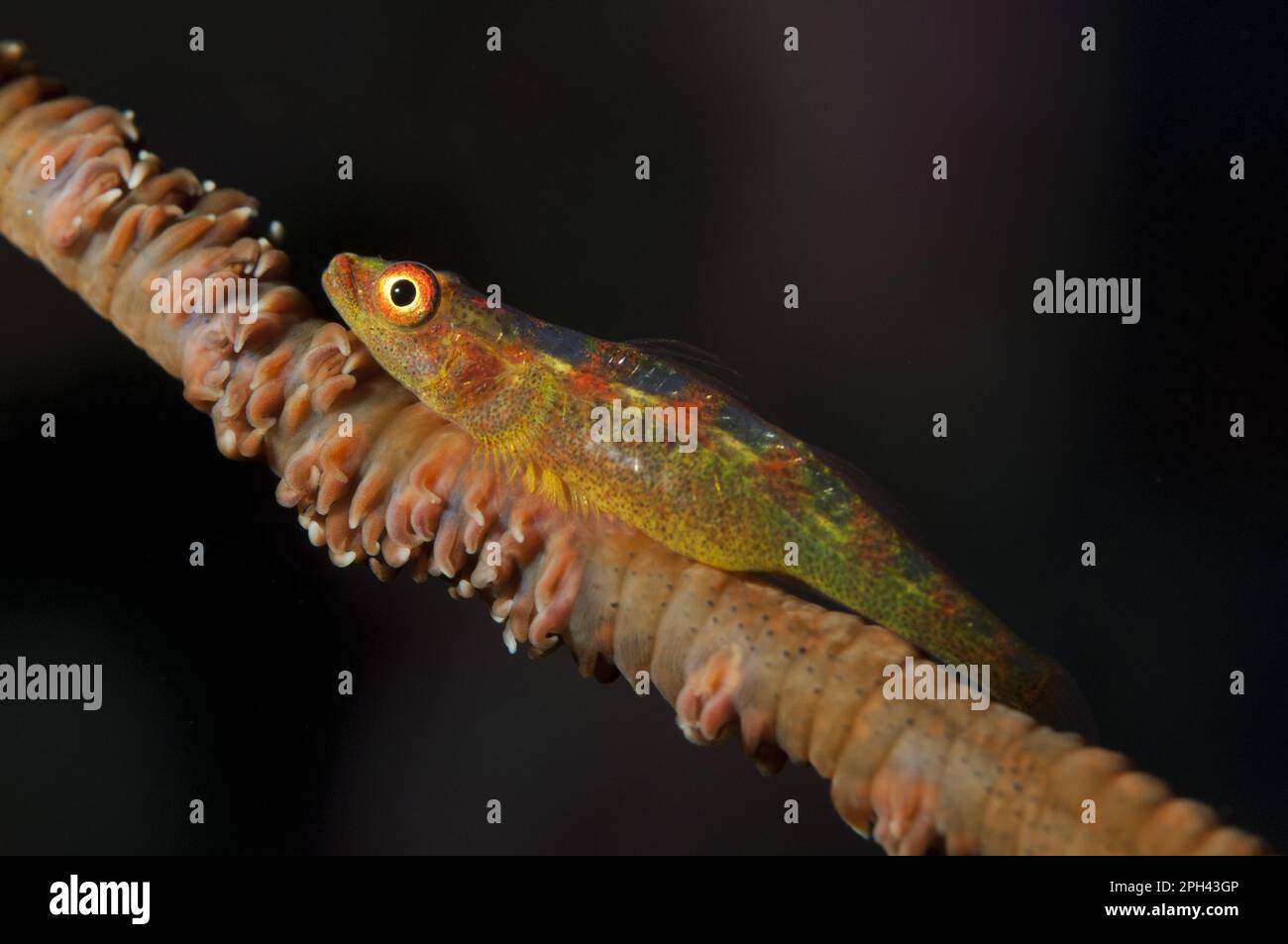 Loki Whip-goby (Bryaninops loki), ausgewachsen, ruht auf Peitschenkorallen, Lembritstraße, Sulawesi, Greater Sunda Islands, Indonesien Stockfoto