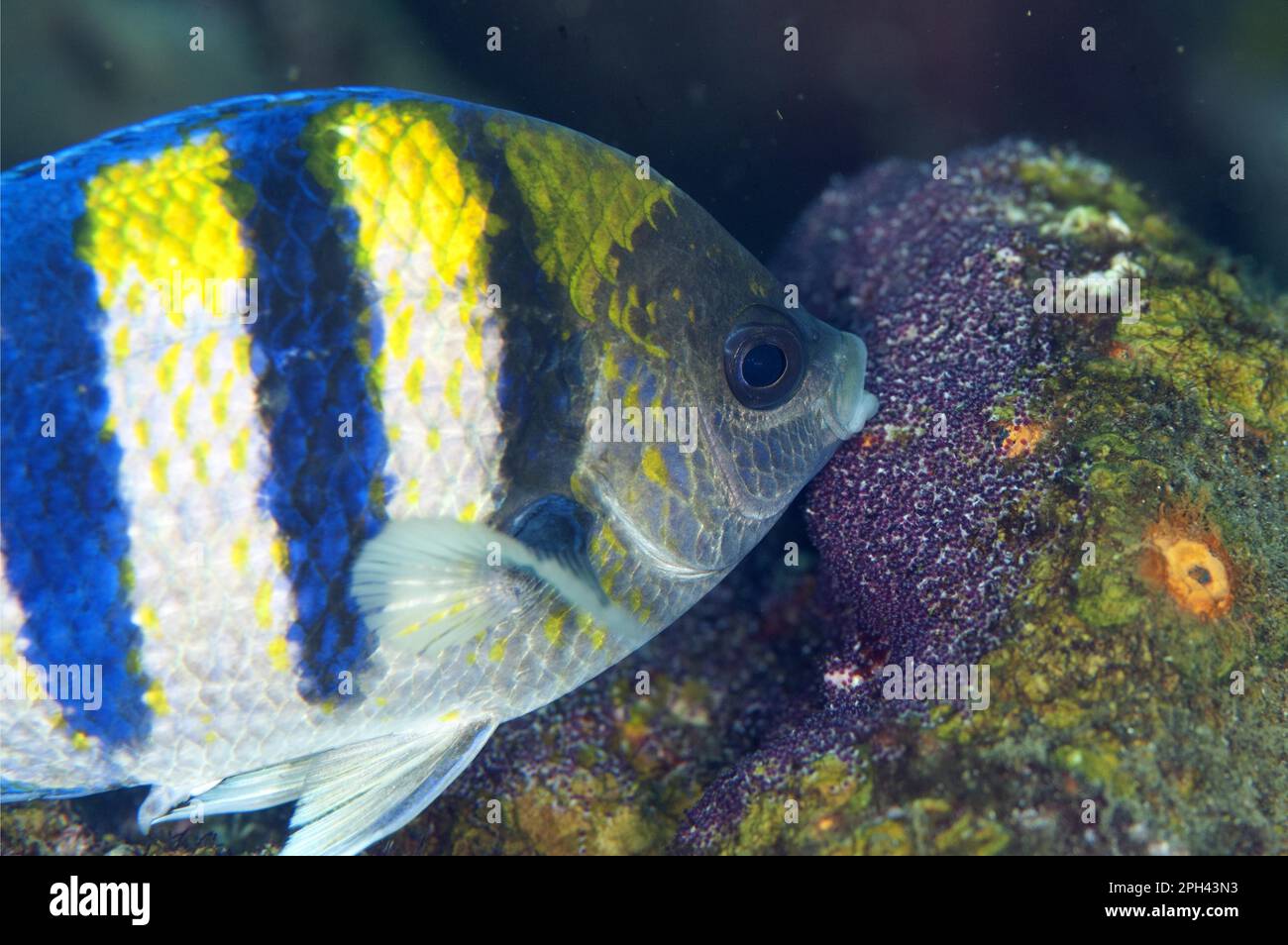 Unteroffizier des Indo-Pacific (Abudefduf vaigiensis), Erwachsener, der bei Schiffswrack Eier hütet, USAT Liberty (Transportschiff der US-Armee während des Zweiten Weltkriegs torpediert) Stockfoto